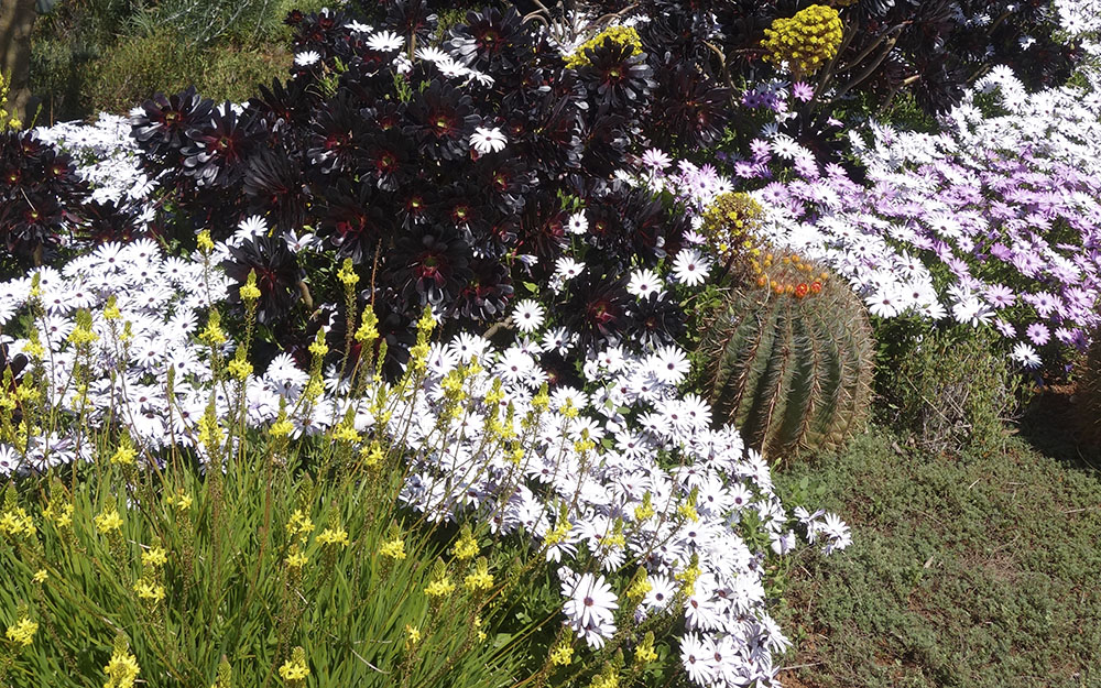 Landscape design at  Cote D'Azur