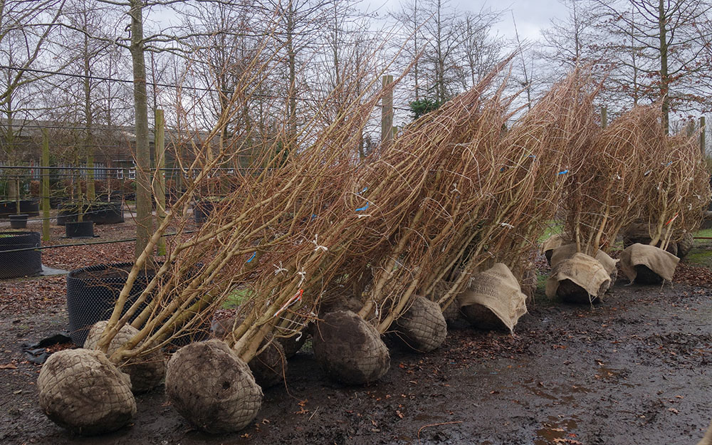 Landscape design at Ramsbury, Wiltshire