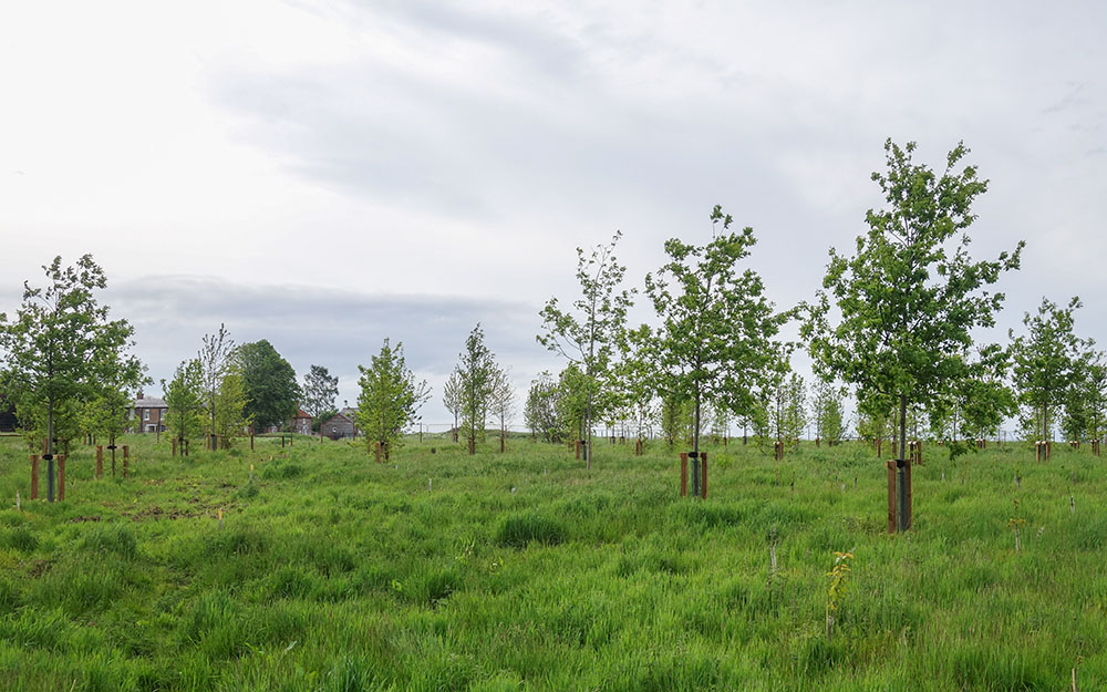 Landscape design at Ramsbury, Wiltshire